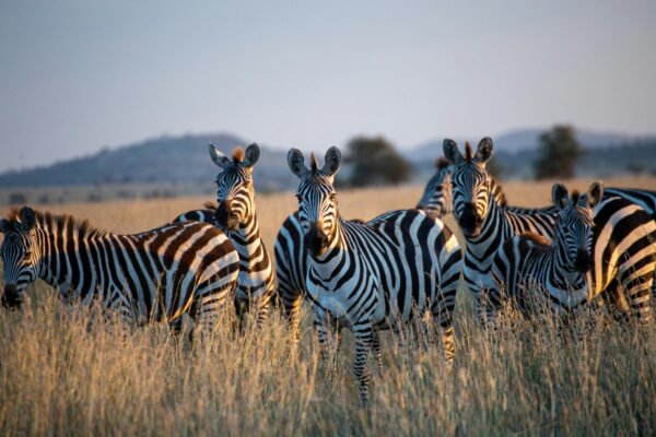 featured-image